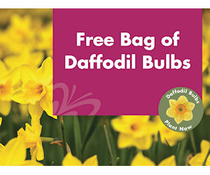 Free Bag Of Daffodil Bulbs