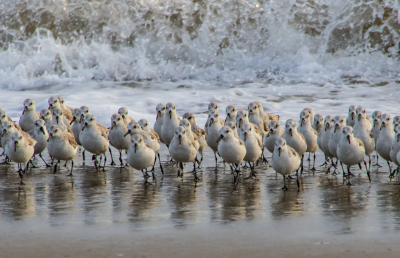 Free Birding and Wildlife Watching Guide